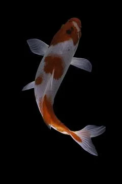 Koi fish black background Stock Photos