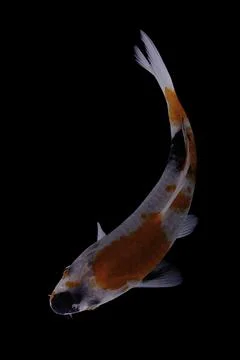 Koi fish black background Stock Photos