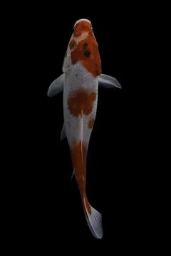 Koi fish black background Foto stock