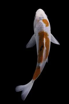 Koi fish black background Stock Photos
