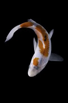 Koi fish black background Stock Photos