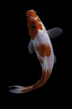 Koi fish black background Stock Photos