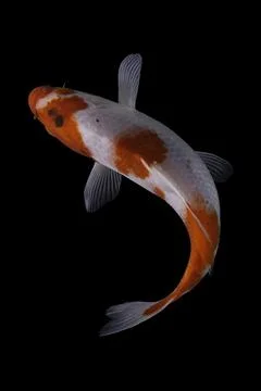 Koi fish black background Stock Photos