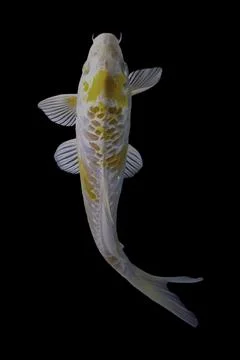 Koi fish black background Stock Photos