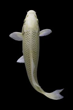 Koi fish black background Stock Photos