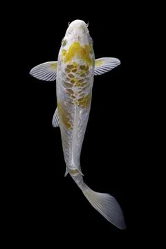 Koi fish black background Stock Photos