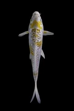 Koi fish black background Stock Photos