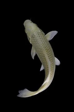 Koi fish black background Stock Photos