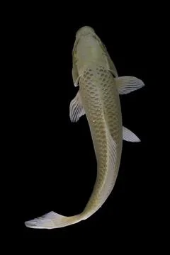Koi fish black background Stock Photos