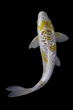 Koi fish black background Stock Photos