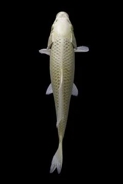 Koi fish black background Stock Photos