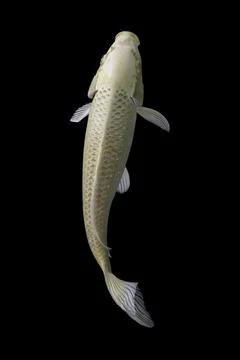 Koi fish black background Foto stock