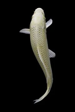 Koi fish black background Stock Photos