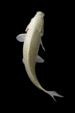 Koi fish black background Foto stock
