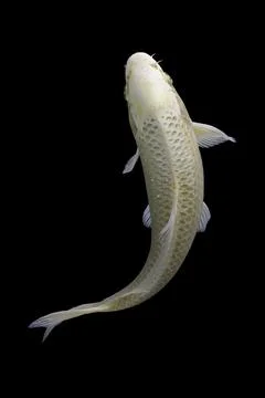 Koi fish black background Stock Photos