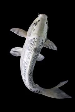 Koi fish black background Stock Photos