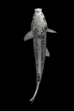 Koi fish black background Stock Photos