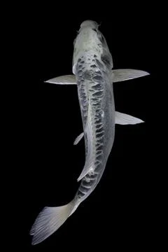 Koi fish black background Stock Photos