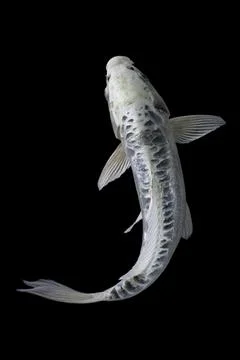 Koi fish black background Stock Photos