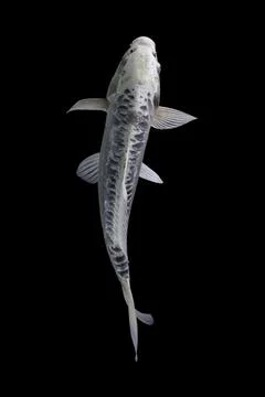 Koi fish black background Stock Photos