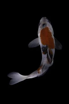Koi fish black background Stock-Fotos