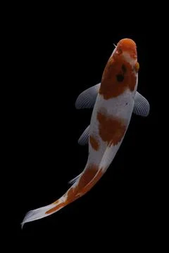 Koi fish black background Stock Photos