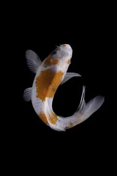 Koi fish black background Stock Photos