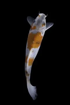 Koi fish black background Stock Photos