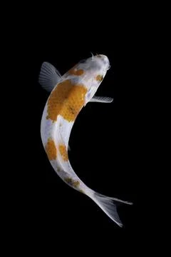 Koi fish black background Stock Photos