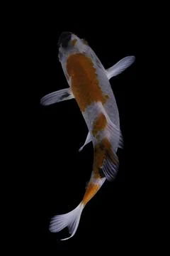 Koi fish black background Stock Photos