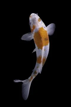 Koi fish black background Stock Photos