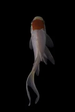 Koi fish black background Stock Photos