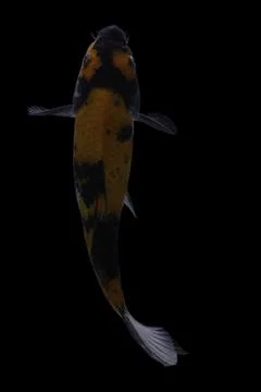 Koi fish black background Stock Photos