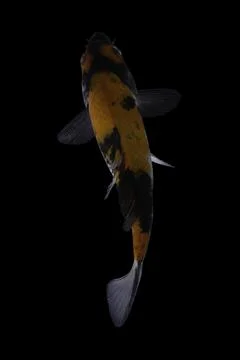 Koi fish black background Stock Photos