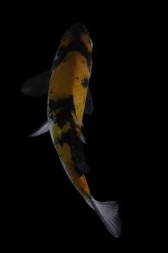 Koi fish black background Stock Photos