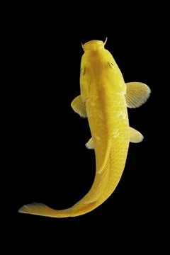 Koi fish black background Stock-Fotos