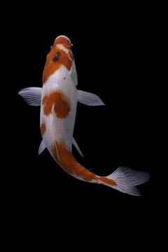 Koi fish black background Stock Photos