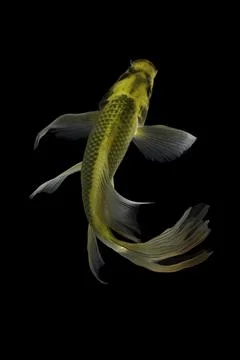 Koi fish black background Stock Photos