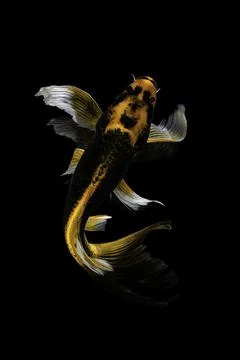 Koi fish black background Stock Photos