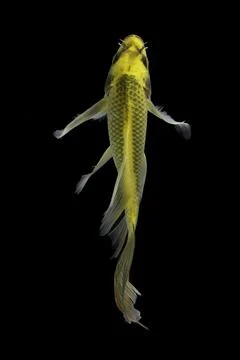 Koi fish black background Stock Photos