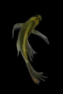 Koi fish black background Stock Photos
