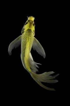 Koi fish black background Stock Photos