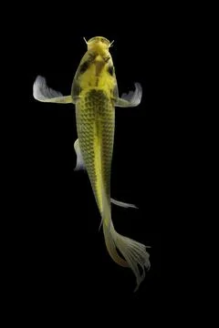 Koi fish black background Stock Photos