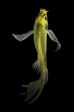 Koi fish black background Stock Photos