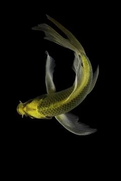 Koi fish black background Stock Photos