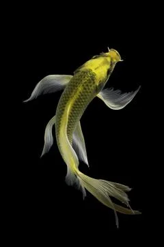 Koi fish black background Stock-Fotos