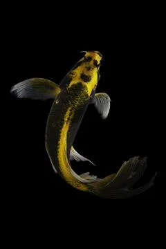 Koi fish black background Stock-Fotos