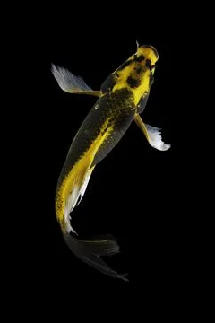 Koi fish black background Stock Photos