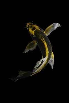 Koi fish black background Foto stock