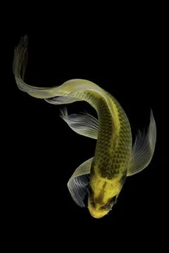 Koi fish black background Stock Photos